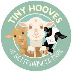 Pygme Goat Experience at Betteshanger Park