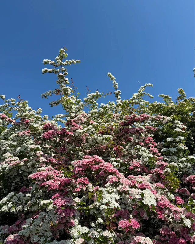 Spring at Betteshanger Park 🪻🌸🌺