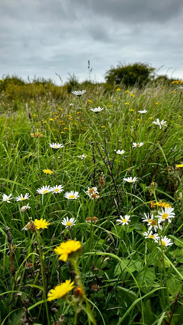 Happy Halloween from Betteshanger Park 🎃
