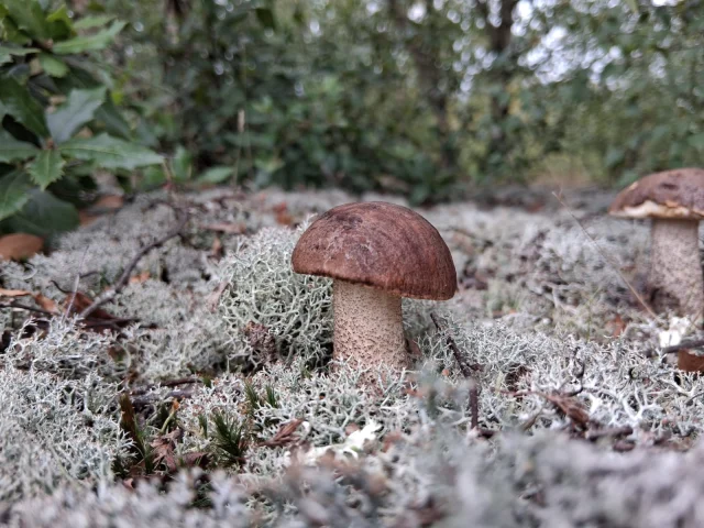 Autumn at Betteshanger Park 🪵🍂

Do you know what these mushrooms are?
Write your answer in comments below⤵