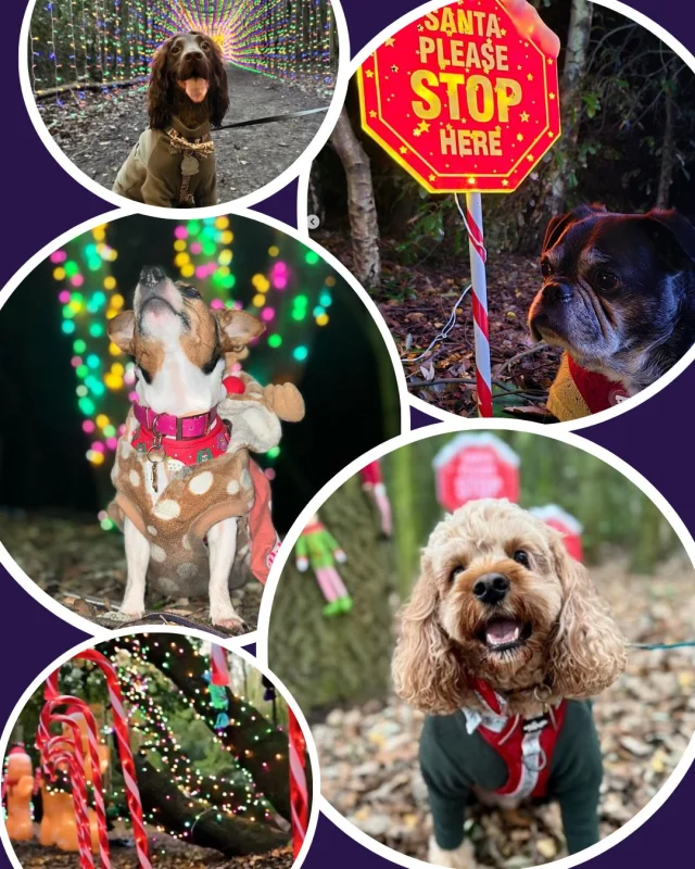 Only one week to go until PawFestivities 🐾✨

Get ready for a magical day of festive fun, wagging tails and Christmas sparkle. From meeting Santa to capturing those adorable paw-fect photos, it’s the ultimate holiday outing for you and your furry best friend.

Wrap up warm, pack the treats, and prepare for a truly joyful adventure. We can’t wait to welcome you! ❄️🎅🐶