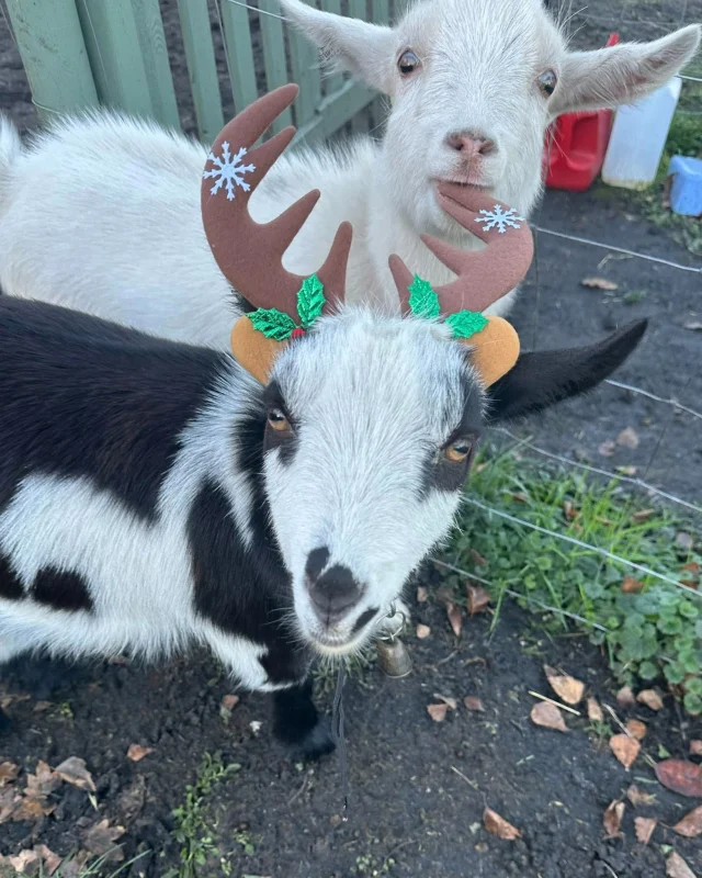 Don’t forget about our tiny hooves 🐐✨
From curious little explorers to goat-loving grown-ups, we’ve got something for everyone:

👣 Toddler Group
A gentle, nature-filled session perfect for little ones.

🚶‍♀️ Goat Walking
Take a relaxed stroll with our friendliest goats.

💛 Goat Petting Sessions
Cuddles, brushes and plenty of giggles.

https://tiny-hooves.com/prices-and-bookings/