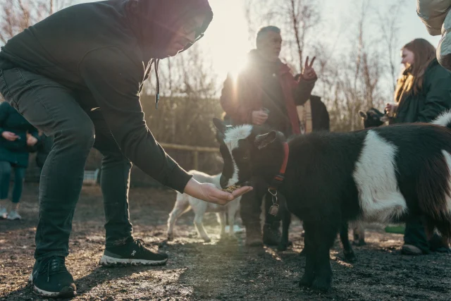 Our little Pygmy Goats of @tiny_hooves_  bring a magical way to brighten up your day. 
The goats love to play, be looked after or simply will stand and listen if you just want some furry friends. Described as gentle, friendly and therapeutic, they bring a peaceful offering to the park and we are lucky to have them. 

#goatwalking #thingstodokent #visitdeal #tinyhooves 

Tiny Hooves offer petting, goat walking and birthday parties any day of the week, subject to availability.