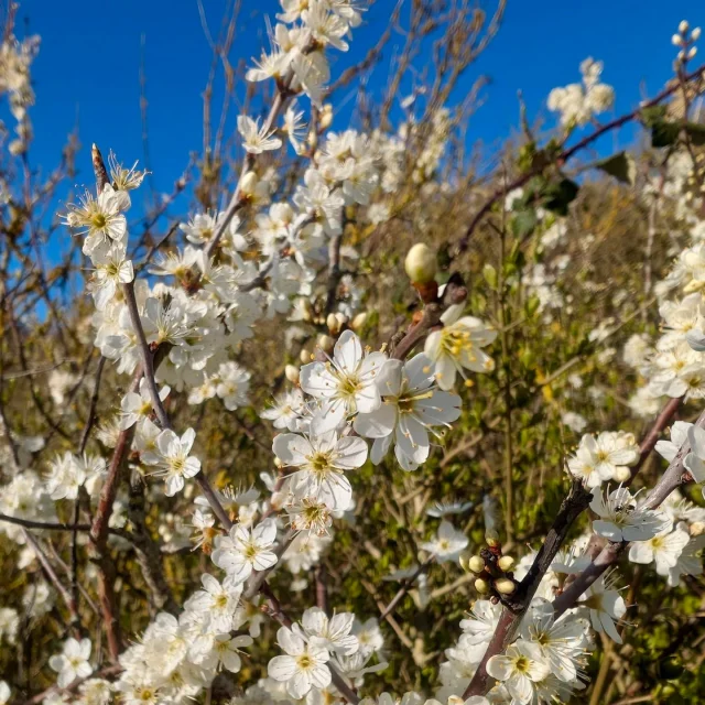 The spring blossom is out 🌺 
Wildlife is waking up 🦋
It’s the perfect time to get the family outside. 🍄

Fresh air, open space and plenty to explore.
Betteshanger Park is looking pretty special right now

#springhassprung #spring #springvibes #betteshanger #betteshangerpark