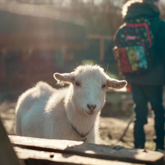 Tiny Hooves at Betteshanger Park is one of our top-rated experiences right now…and once you’ve been, you’ll see why. 😃 

Get up close, feed, walk and spend time with these incredible animals… it’s hands-on, feel-good and perfect for all ages.

📍 Today it’s Jasper’s Birthday - come help us celebrate 🙌 

👀 Check them out here: https://www.betteshanger-park.co.uk/event/pygme-goat-experience-at-betteshanger-park/