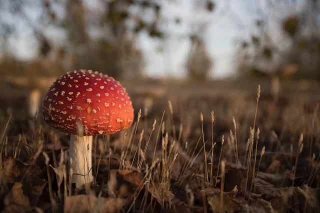 FUN FACT!! 🍄

Did you know this magical-looking mushroom is called Fly Agaric (the classic red-and-white toadstool from fairy tales)? It grows in woodland habitats like those found at Betteshanger Park and forms a fascinating partnership with trees, helping exchange nutrients underground through hidden fungal networks. Nature’s own woodland teamwork.

Next time you’re exploring the Park, keep your eyes peeled - there’s a whole miniature world beneath your feet. Betteshanger Park is full of wild wonders waiting to be discovered. What wildlife have you spotted on your walks here?

#BetteshangerPark #NatureDiscovery #WildKent #FlyAgaric #LoveWhereYouExplore #HiddenWonders #OutdoorAdventure
