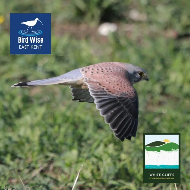 Have you been watching Clarkson's Farm and spotted Jeremy using the Merlin Bird ID app?

Now's your chance to put it to the test for yourself!

Join Ranger Helena from White Cliffs Countryside Partnership and Ranger Sam from Bird Wise East Kent for a FREE guided wildlife walk around Betteshanger Country Park.

Discover the birds, plants and wildlife living right on your doorstep and see how many species you can identify along the way.

The Merlin Bird ID app has become hugely popular with nature lovers thanks to its ability to identify birds simply by listening to their songs and calls.

📅 Date: Tuesday 3 March
⏰ Time: 10am – 12pm
📍 Betteshanger Country Park
🎟️ FREE (booking required)
Download Merlin before you come, bring your binoculars if you have them, and see what wildlife you can discover.

👉 Book your free place: https://www.whitecliffscountryside.org.uk/events/whats-on/free-wildlife-walk-at-betteshanger-country-park-1

#BetteshangerPark #WildlifeWalk #MerlinBirdID #ClarksonsFarm #BirdWatching #NatureKent #OutdoorAdventure #WildBetteshanger @clarksons_farm @jeremyclarkson1